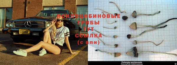 амф Алзамай